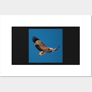 Sea Eagle Posters and Art